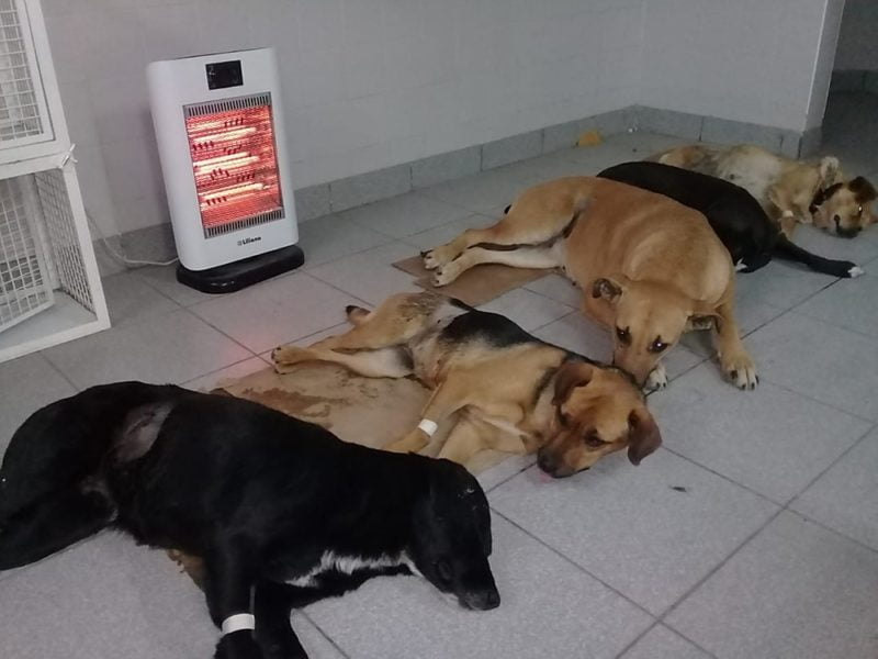 Concurso de precios para la contratación de servicio médico veterinario