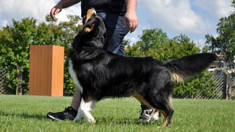 ‘Taller virtual de instrucción canina’
