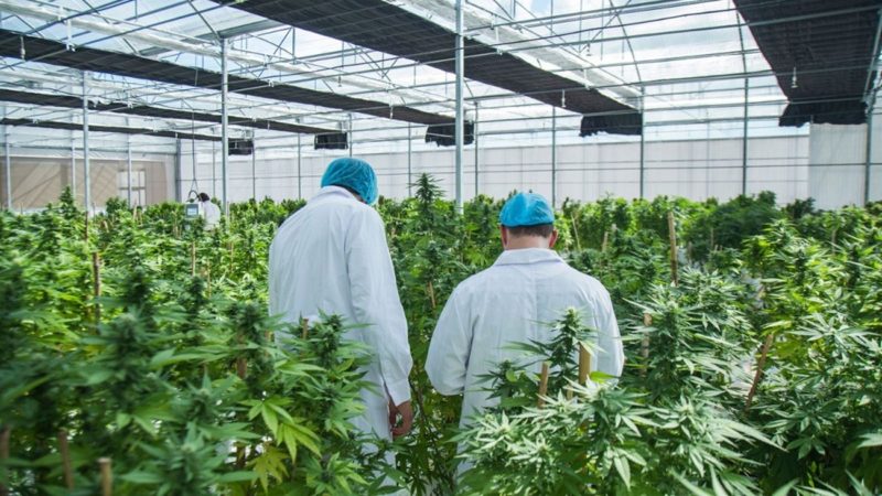 Nación presentó el proyecto para regular el desarrollo de la industria del cannabis medicinal y el cáñamo industrial