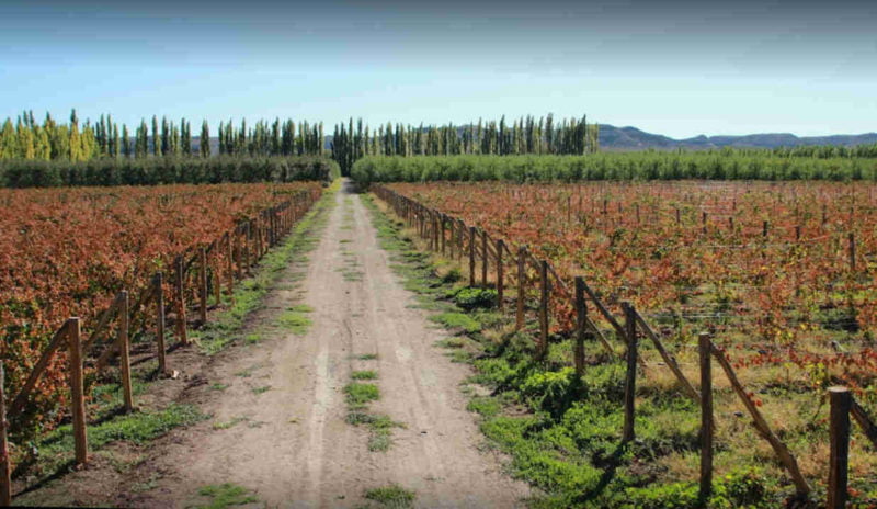 KM 1120 Merlot 2020