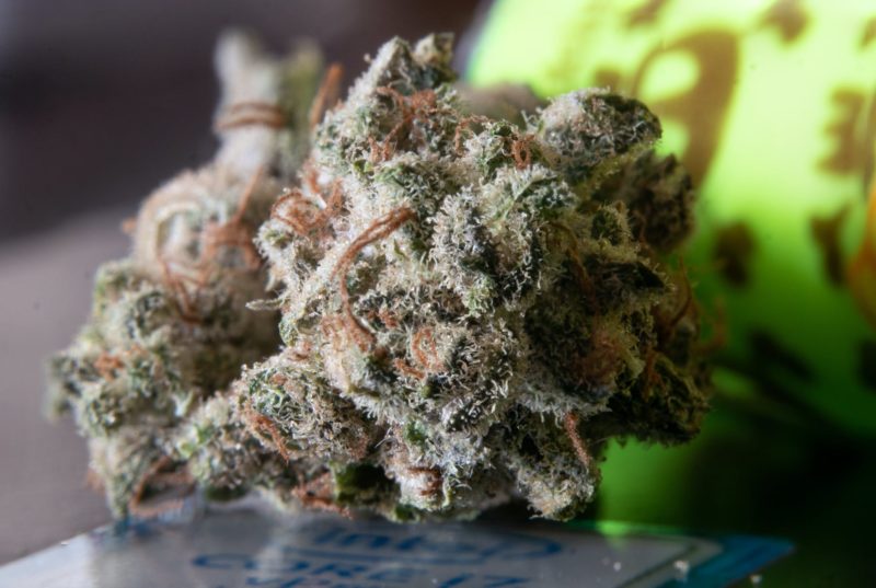 Realizarán un curso abierto a la comunidad denominado “Hablemos de Marihuana” por YouTube