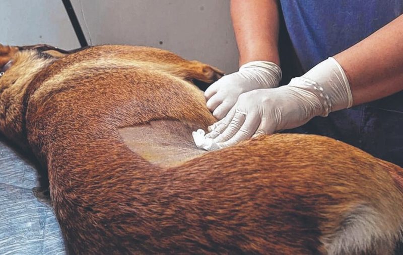 Programa de castración canina y felina: se suma una profesional