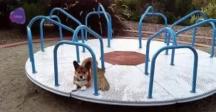 LA VUELTA AL PERRO (Y AL GATO)