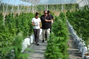 SE REALIZÓ EL PRIMER CULTIVO DE CANNABIS EN EL ALTO VALLE